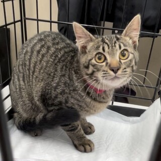 募集停止　ゴロゴロ❤️キジトラ女子リエちゃん