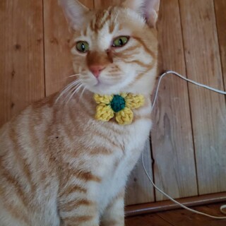 パステル茶トラ猫、みなみくん