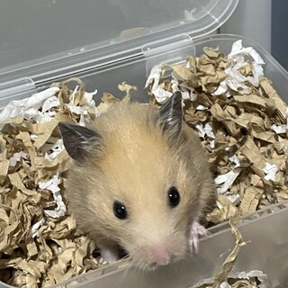 キンクマハムスターとスノーホワイトのハムスター