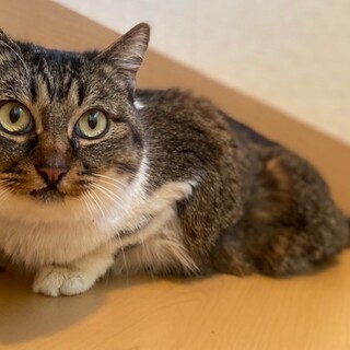 ユニークでかわいいタラちゃん