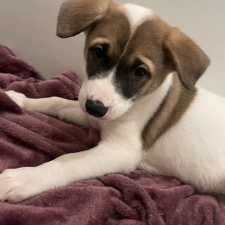 元気いっぱい甘えん坊