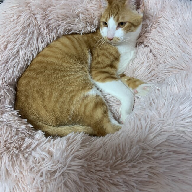 ティティナナのカバー写真