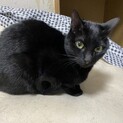 【急募】2歳の黒猫女の子　レモンちゃん