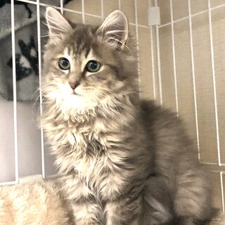 【里親決定】福島で緊急保護した仔猫のメメちゃん