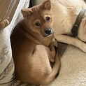 一旦募集停止こんなにいい子、なかなかいません