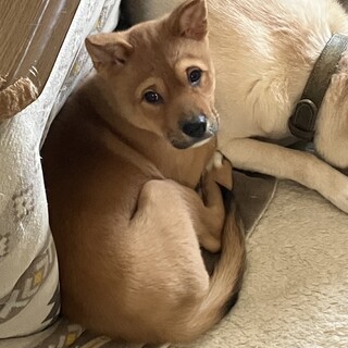 一旦募集停止こんなにいい子、なかなかいません