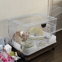 おとなしいうさぎの里親募集