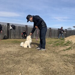 総社市ＡＷＡしつけ教室　＜雨天決行＞ サムネイル2