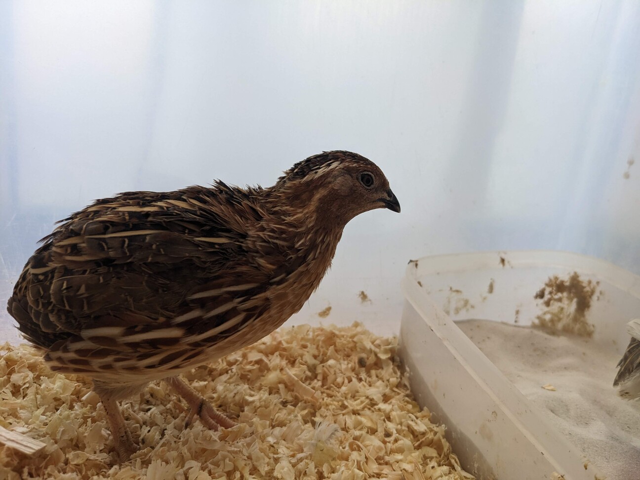 「うずらの里親募集 オスと...」宮崎県 - 鳥の里親募集(447462) :: ペットのおうち【里親決定25万頭!】