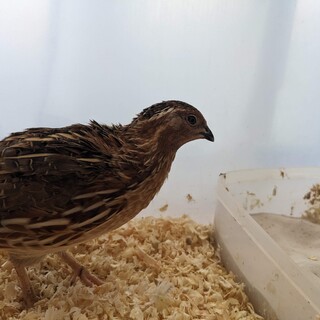 うずらの里親募集　オスとメスのペア