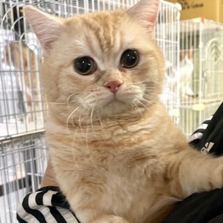 C23-M1181　とても可愛いスコ１歳♪