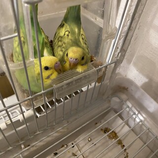 セキセイインコのペアの里親様募集いたします