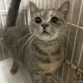 C23-W1185　とても綺麗なスコティッシュ♪