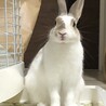 うさぎ里親募集　 サムネイル2