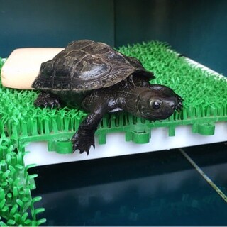 クサガメ（黒化）10センチ以下里親募集！