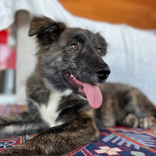 「ビスマルク」男の子