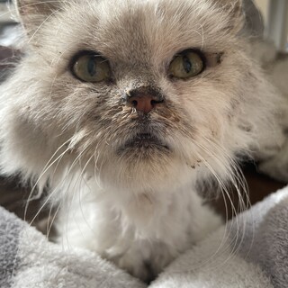 急募！推定4歳の甘え坊短足男の子！