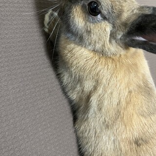 至急、うさぎを可愛がってくださる方！