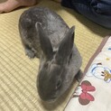 ミックスうさぎの女の子