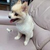 かまちょ