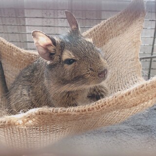 デグー アグーチ 