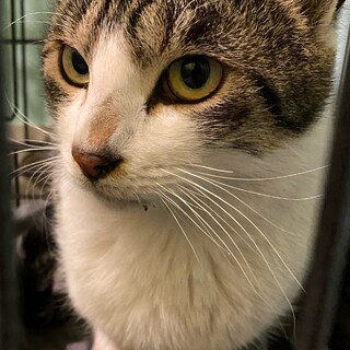 穏やかなキジ白の男の子