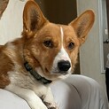 【急募】甘えん坊なコーギーのラリーです☺︎