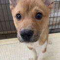 ひまわりちゃんの家族を探してます。