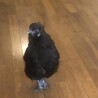 烏骨鶏ナンシー