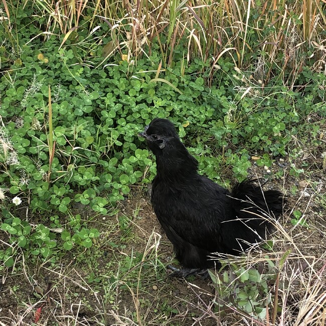 烏骨鶏ナンシーのカバー写真