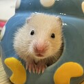 キンクマハムスター　男の子　九州対応可