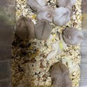 キャンベルハムスター　里親募集