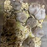 キャンベルハムスター　里親募集 サムネイル2