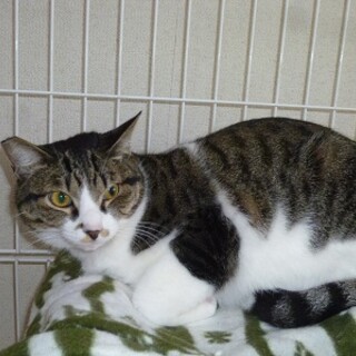 とても甘えん坊の賢いキジ白！