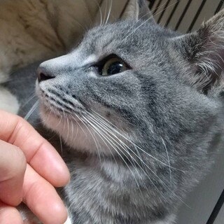 里親決定。ぼんじり君去勢済み