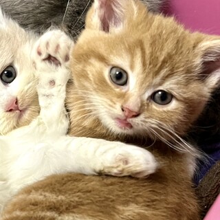 C22-M1168　レッドタビーのスコ仔猫♪