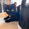 金目の黒猫 サムネイル7