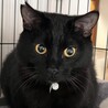 金目の黒猫 サムネイル5