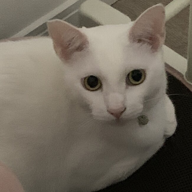 わさびりなのカバー写真