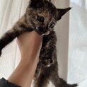 雑種のサビ猫、お母さんはシャム