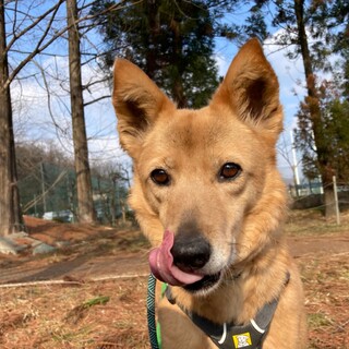 ピンとたち耳のサラサラ毛並みの【きつね】ちゃん