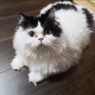 ふわふわ足長マンチカン生後4歳♂カイトくん