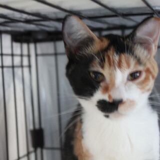 ピノ♀アイスクリーム三姉妹