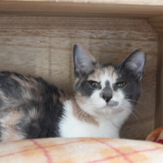 パピコ♀アイスクリーム三姉妹