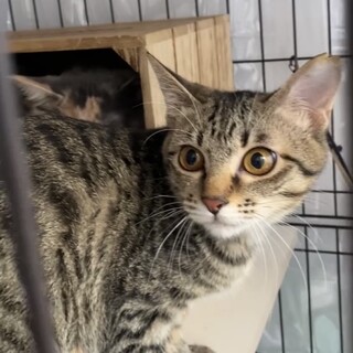 もなか♀アイスクリーム三姉妹