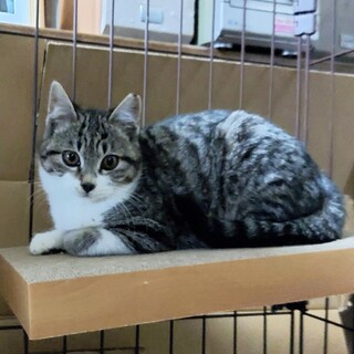 お目目クリクリ美少女ちゃん