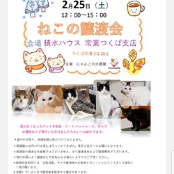 積水ハウス常葉つくば支店　ねこの譲渡会