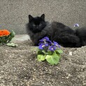 長毛の黒猫ちゃん