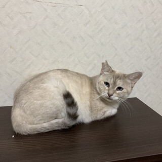 決定☆『とわ』かなり繊細な子だけど人は好き