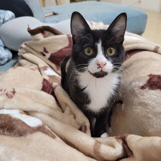 人も猫も大好き、ハチワレ美人さん